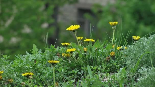 Eellow 花在绿草