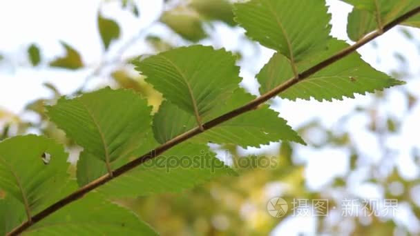 秋季景观植物视频