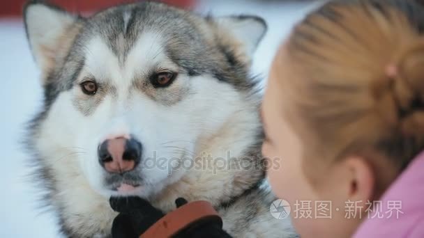 阿拉斯加雪橇犬犬种的肖像视频