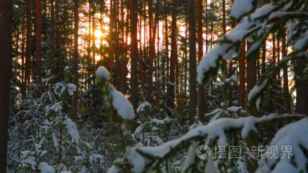 太阳在美丽的冬天多雪林视频