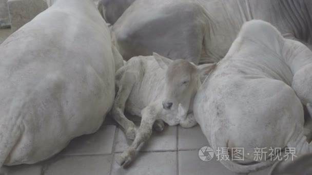 小牛的黑白花奶牛群之间休息视频