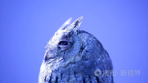 猫头鹰在夜间在蓝色的背景视频