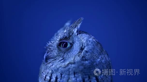 猫头鹰在夜间在蓝色的背景短视频