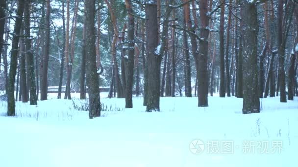 冬天雪森林和白色雪堆视频