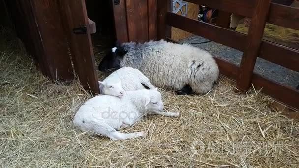 在圣诞集市的牲口棚中的羊视频