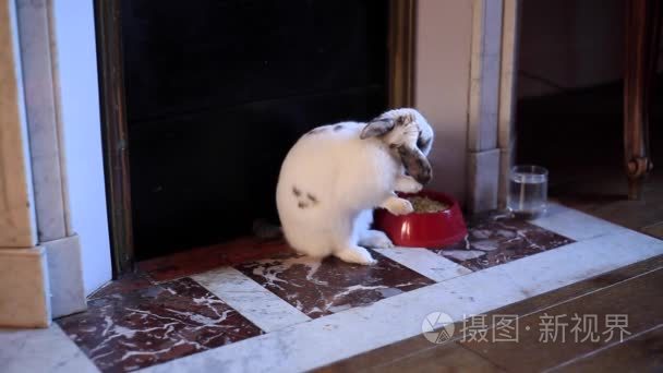 在法国的房子只白色的兔子视频