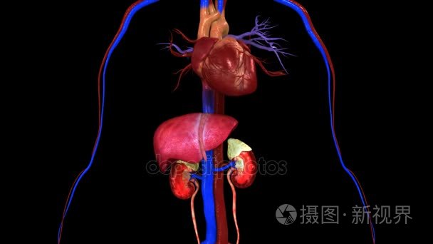 人类心脏跳动视频