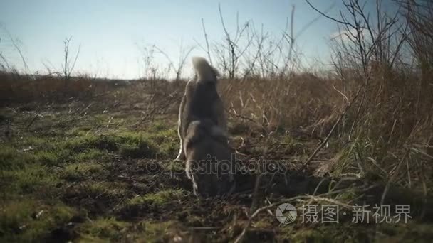 挖了一个洞领域爱斯基摩犬视频