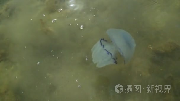 水母在水中漂浮视频