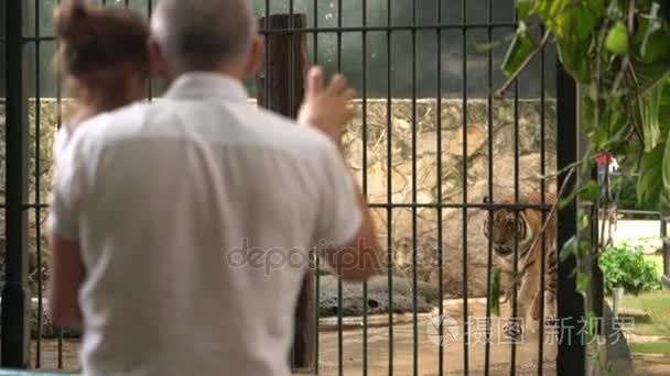 父亲和女儿参观动物园看老虎视频