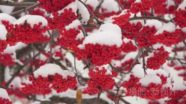 冰雪覆盖的红罗文在雪地里的一束束