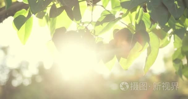 太阳照耀着新鲜叶子边框视频