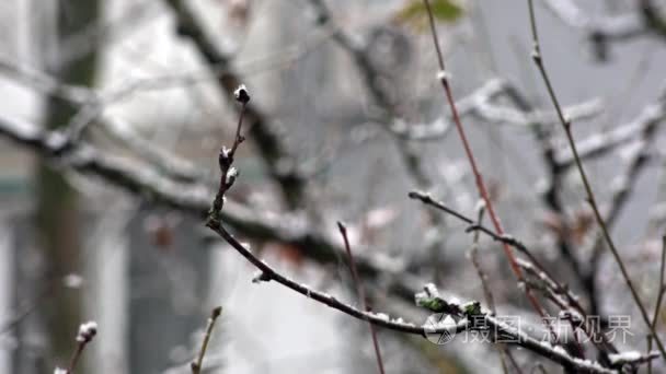 第一场雪。在 11 月的第一场雪视频