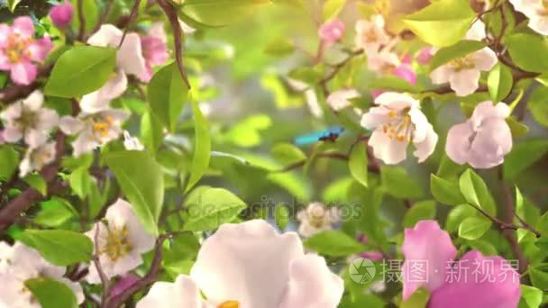 介绍蝴蝶和盛开的花朵视频