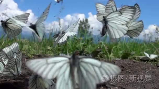 很多白色的蝴蝶从地面飞向天空视频