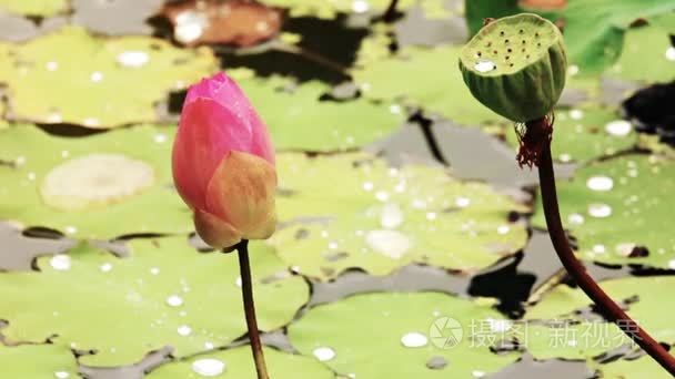 雨后的荷花视频