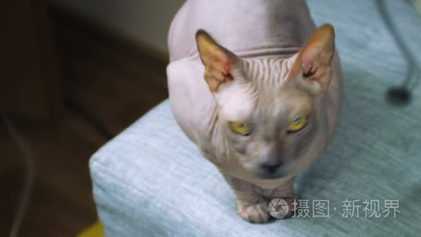 大胆的有趣和可怕的斯芬克斯猫视频