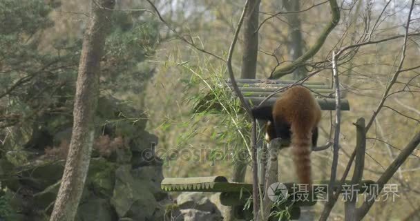 背只小熊猫在一个架空平台