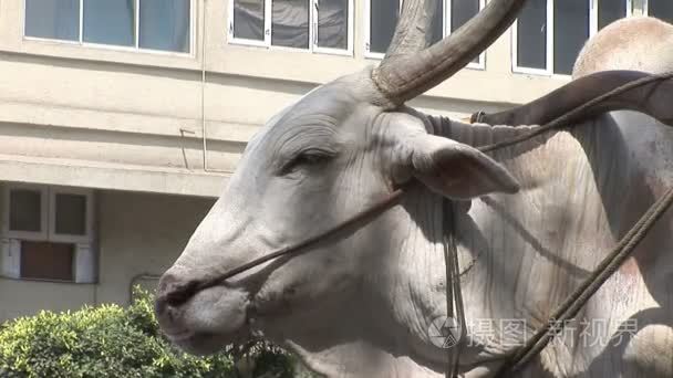 牛和购物车等在孟买的街头视频