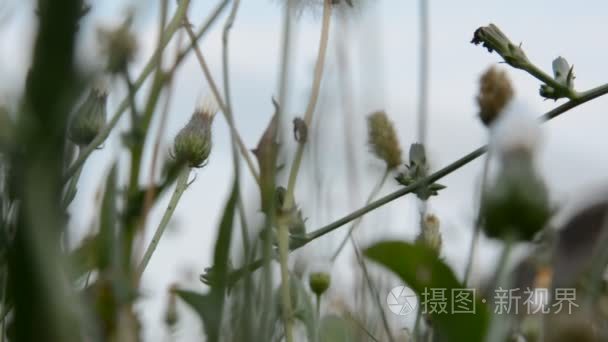 高的青草和野花视频