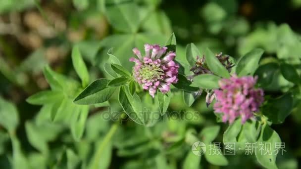 高的青草和野花视频