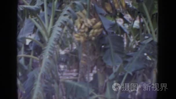 站在香蕉树旁的女人视频