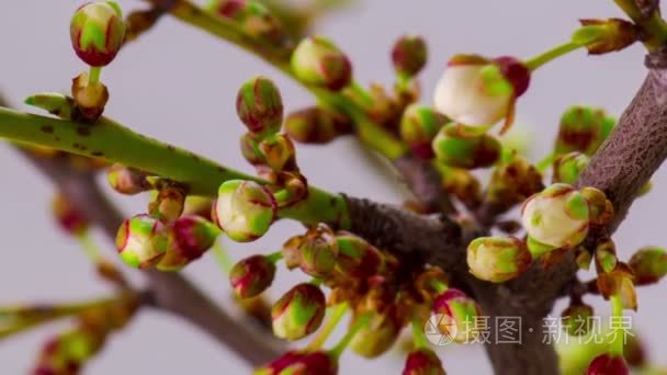 白色的樱花树鲜花花视频