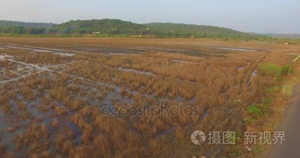 飞行结束飙升苍鹭在日落时视频