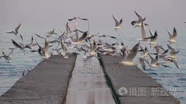 混凝土码头对开海鸥翱翔