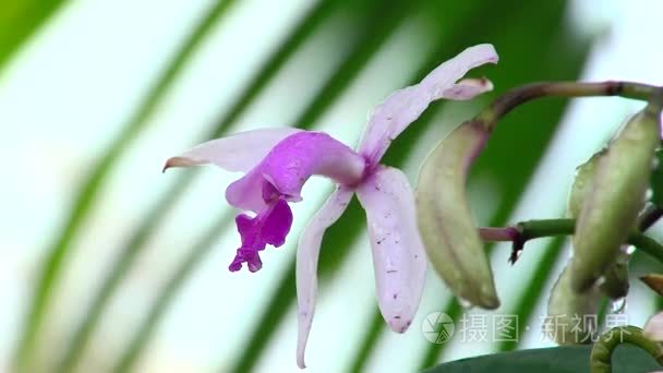 紫色的小花在雨中视频