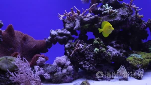 多彩的水族馆，展示不同的七彩鱼游泳