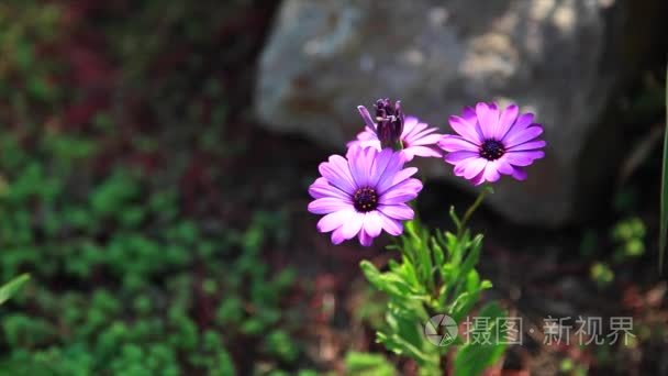 美丽的紫色菊花花具有绿色背景的特写
