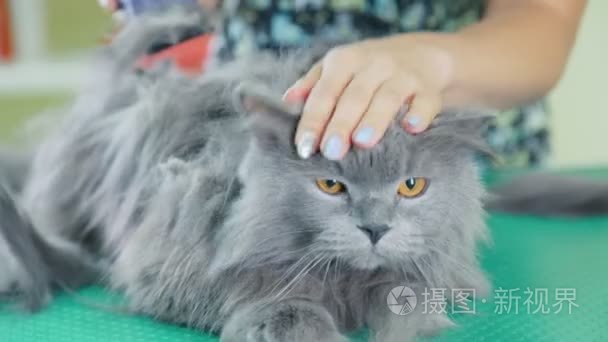 宠物美容师。在兽医诊所美容师切灰色绒毛的猫