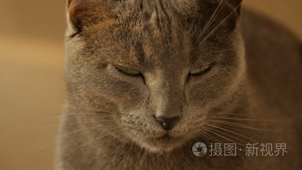 关闭了可爱的猫咪家庭休息的肖像