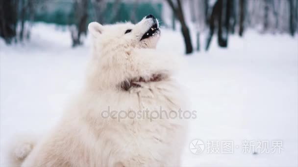 白色萨摩耶狗狗玩耍和跳上雪视频