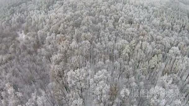 有雪的冬季森林树上的鸟瞰图视频