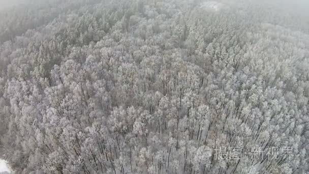 有雪的冬季森林树上的鸟瞰图视频