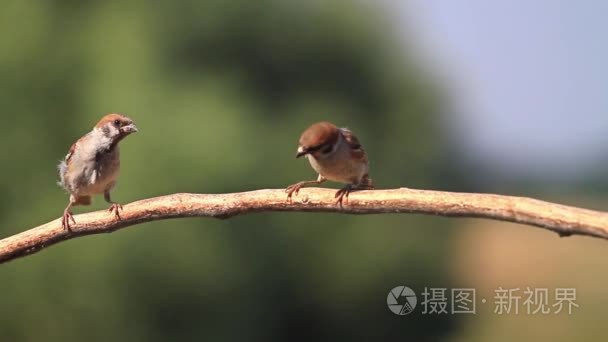 两个麻雀落在树枝上视频