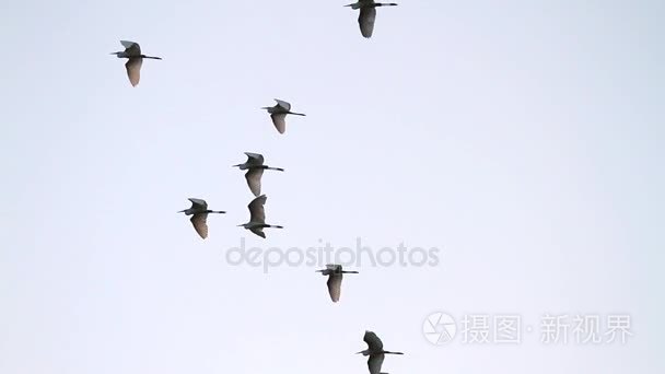 在迁移过程中白鹭飞翔视频