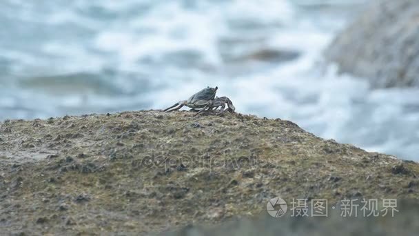 螃蟹在海边岩石上视频