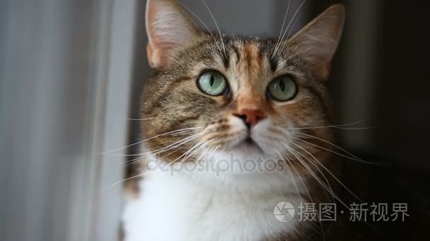 猫侵略视频