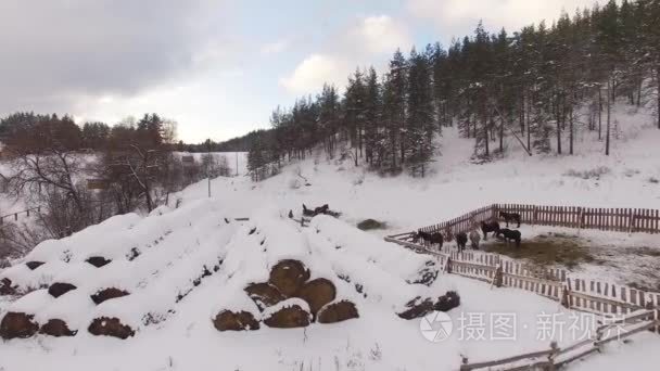 冬季养马农场全景鸟瞰图视频