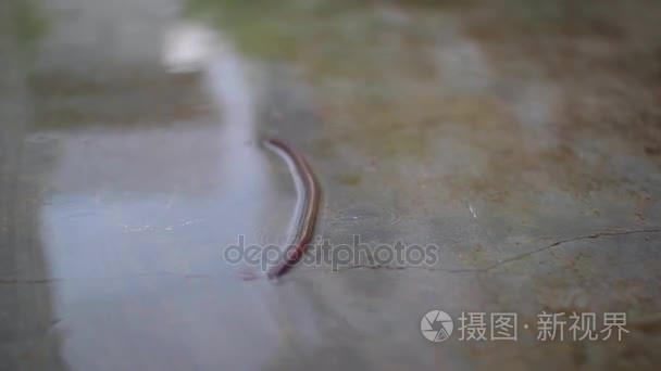 蚯蚓是在雨中漫步视频