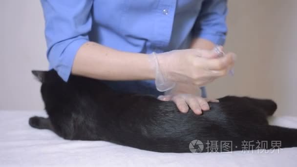兽医医生检查一家兽医诊所的猫