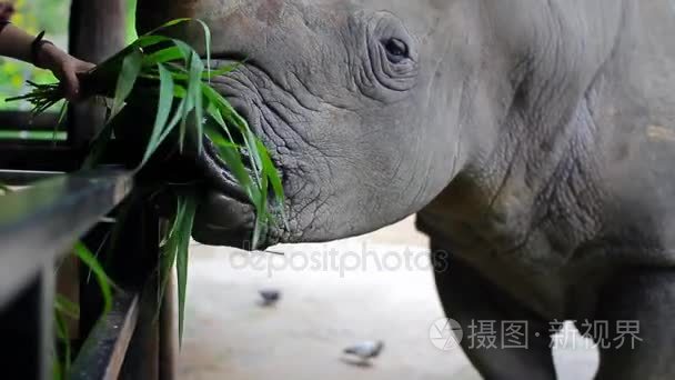 犀牛吃草从人类之手视频