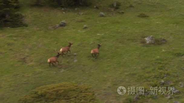 视频的运行麋鹿