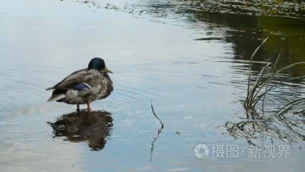 公鸭坐在水中视频