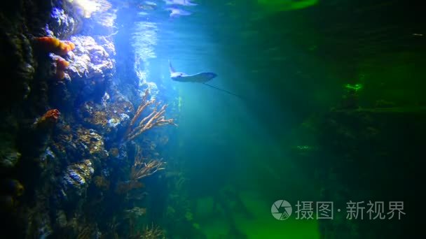 黄貂鱼和海龟在深水水族馆视频