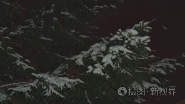 冷杉夜间降雪视频