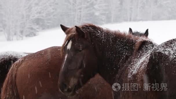 群马在农场在寒冷的冬天雪下视频